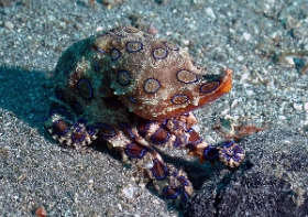 Bali 2016 - Blue ringed Octopus - Poulpe a anneaux bleus - Hapalochlaena maculosa -  IMG_6062_rc